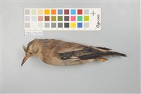 藏品(噪林鳥)的圖片